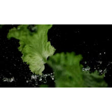 Organic red purple  leaf iceberg head hydroponic lettuce Vegetable seeds